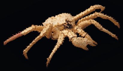 null Crabe royal du Kamtchatka Paralithodes camtschaticus Envergure: 64 cm