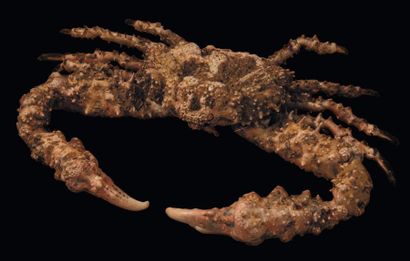 null Crabe pierre Dromia sp. Envergure: 25 cm