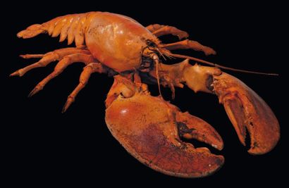 null Homard Homarus sp. Exceptionnel exemplaire. Taille: 92 cm