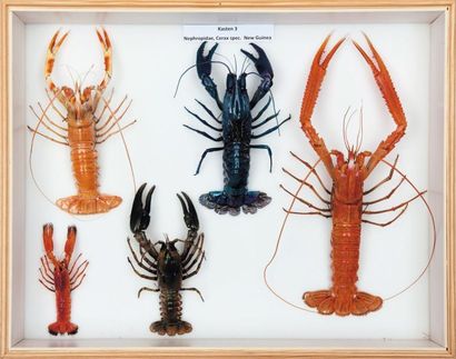 null Langoustines et e?crevisses