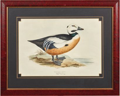 null Una "Western Duck", incisione (con cornice)
A "Western Duck" engraving (framed)
H_37...