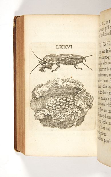 GOEDAERT, Jan Métamorphoses naturelles ou Histoire des insectes observée tres-exactement...