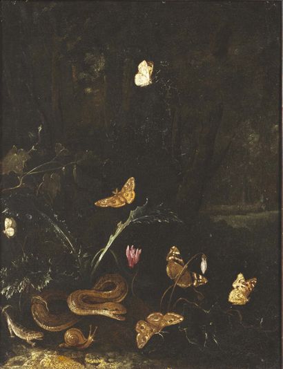 MATHIAS CALZETTI WITHOOS (AMERSFOORT 1627 - HOORN 1703) Snake, lizard and butterflies
Canvas...