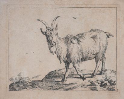 null Set of engravings in black and white including: 3 engravings representing goats...