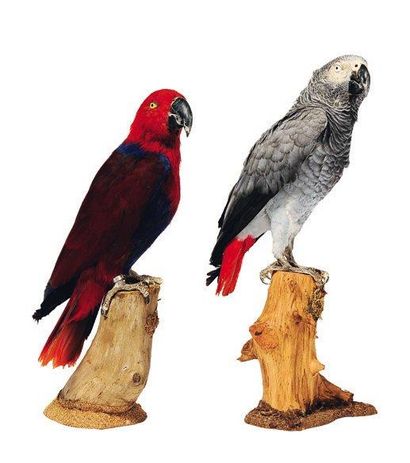null Deux perroquets naturalisés sur leur branche. H_38 cm et 34 cm