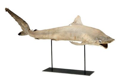 null Requin naturalisé. Monté sur socle. H_47 cm L_84 cm