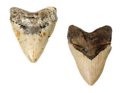 null Deux dents fossiles de megalodon. H_13,5 cm (les deux dents)