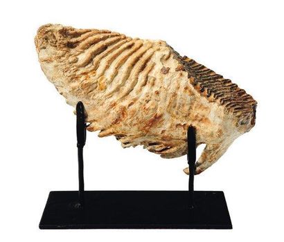 null Molaire fossile de mammouth. Montée sur socle. H_29 cm L_32 cm