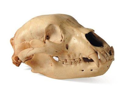 null Crâne d'ours. H_13 cm L_33 cm