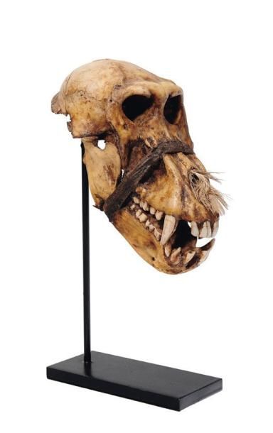 null Crâne de babouin rituel. Afrique. L_27 cm
