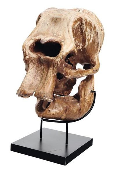 null Crâne d'éléphant. Sur socle. XIXe siècle. H_94 cm