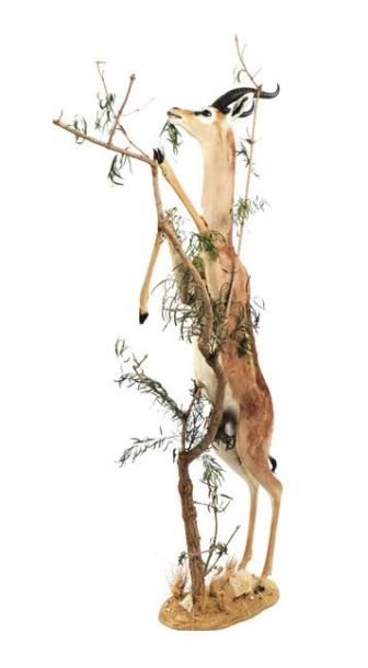 null Gerenuk entier débout. H_198 cm L_128 cm