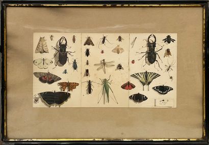 Aquarelle représentant une planche d'insectes...