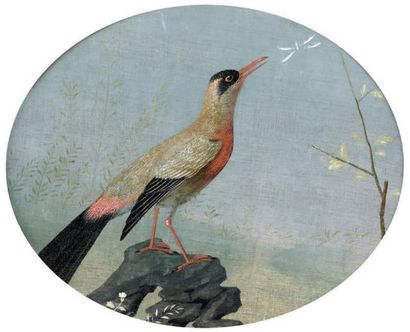 École FRANÇAISE du XVIIIe siècle Un oiseau Toile marouflée sur panneau ovale. H_27...