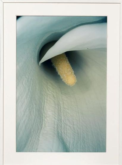 NOBUYOSHI ARAKI (NÉ EN 1950) Flower Cibachrome. Signé au dos. H_90 cm L_60 cm Provenance:...