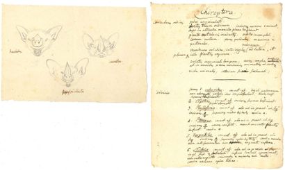 Georges CUVIER. [AF] MANUSCRIT autographe avec DESSINS originaux, Chauves Souris;...