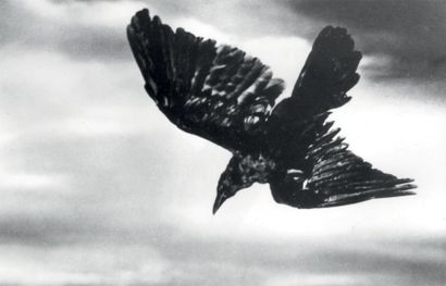 Philippe HALSMAN 
Alfred Hitchcock, Les Oiseaux
Tirage argentique tardif
Tampon au...