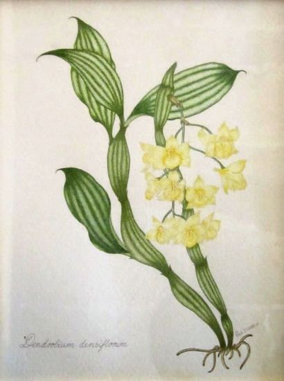 GINA STOBART 
Dendrobium Desiflorum, 1985
Aquarelle sur papier, signée et datée en...