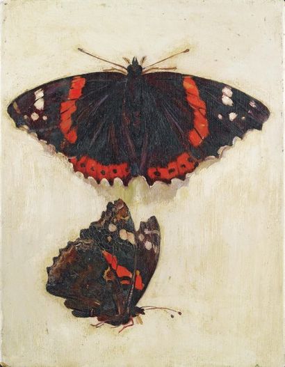 École française du XIXe siècle Etudes de papillon dit "Vulcain", de face et profil...