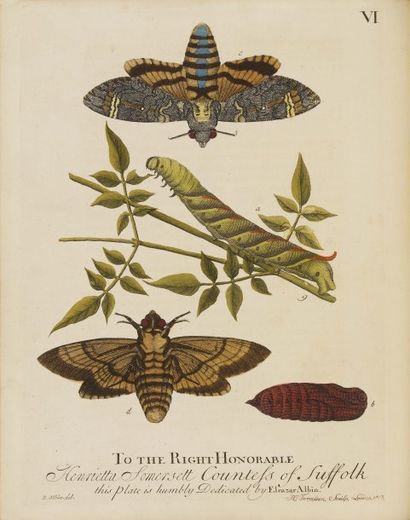 ALBIN (Eleazar). A Natural History of English Insects. Illustrated with a hundred...