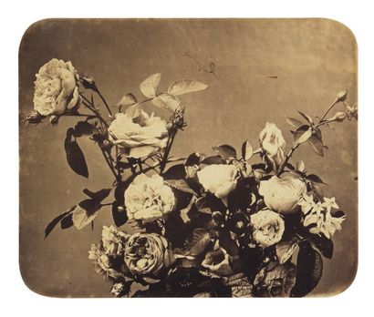 ADOLPHE BRAUN (1811 -1877) Roses Tirage albuminés vers 1865 H_31 cm L_37,5 cm