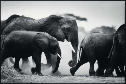 NICOLAS BRUANT (NÉ EN 1951) Les éléphants, 1987. Tirage argentique en noir et blanc....
