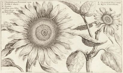 PASSE, Crispijn van de, ca. 1565-1637. Jardin de fleurs : contenant en soy les plus...