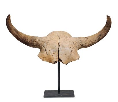 null Crâne fossilisé de buffle. H_50 cm L_90 cm