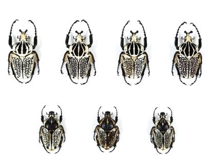 null Goliathus orientalis (4 mâles, 3 femelles) RDC. Boîte : H_37,5 cm L_48,5 cm