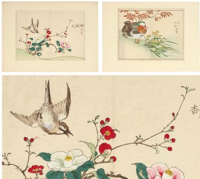 Anonyme Oiseaux Suite de 21 pages doubles gravées en couleurs, représentant des oiseaux...