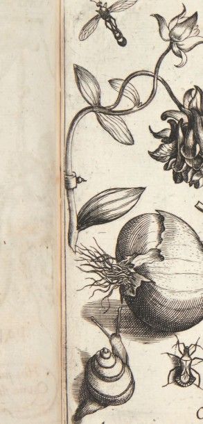 HOEFNAGEL (Joris) Archetypa Studiaque Patris Georgio Hoefnagelii. Francfort, 1592.
Suite...