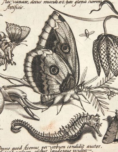 HOEFNAGEL (Joris) Archetypa Studiaque Patris Georgio Hoefnagelii. Francfort, 1592.
Suite...