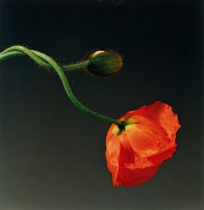 Robert MAPPLETHORPE (1946-1989) Poppy, 1988
Tirage en couleur.
Tampon au dos portant,...