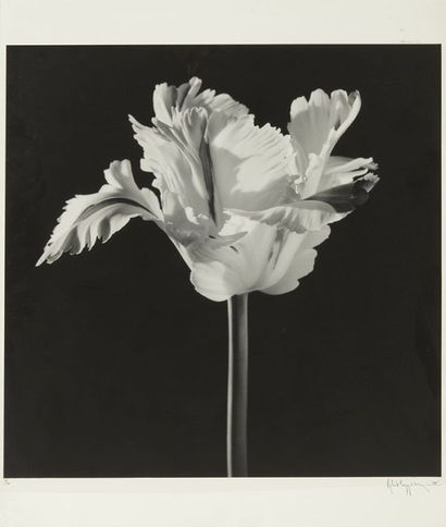 Robert MAPPLETHORPE (1946-1989) Parrot tulip, 1988
Tirage argentique.
Signé et daté...