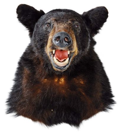 null Tête d'ours noir de couleur brune naturalisée. H_46 cm