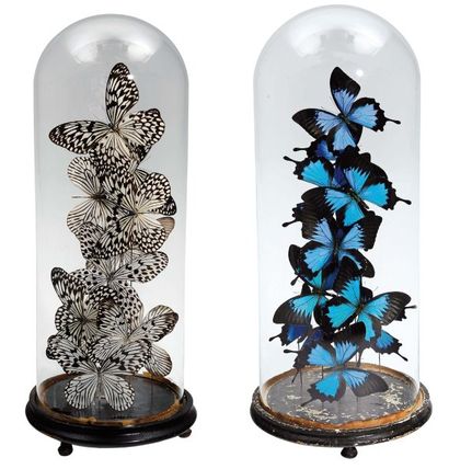 null Deux globes en verre présentant une composition de papillons. H_53,5 cm