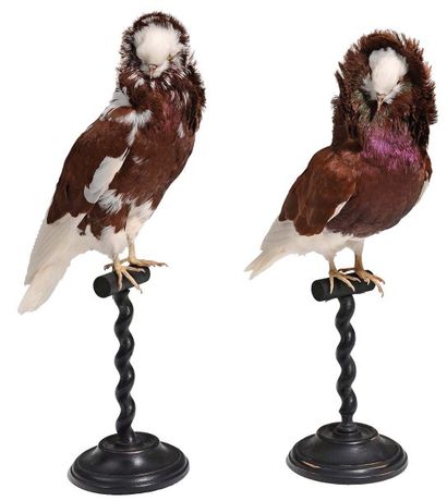 null Deux pigeons naturalisés à robe brune et blanche, montés sur des socles en bois...