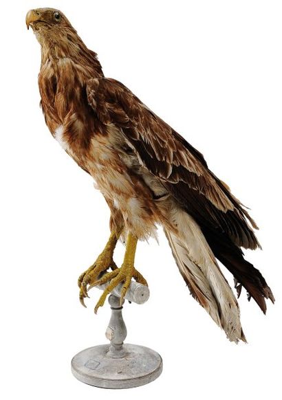 null Oiseau de proie naturalisé (Wedgetail eagle, Australie) H_60 cm