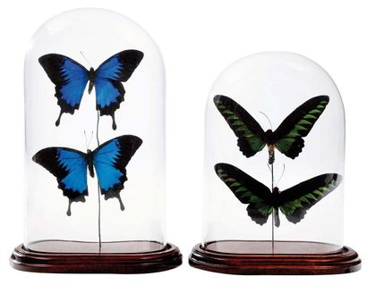 null Paire de globes en verre présentant chacun deux papillons. H_28 cm et 32 cm