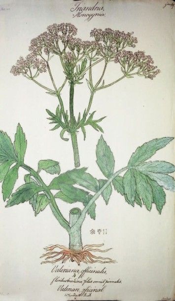Ecole anglaise de la fin du XVIIIe siècle 
Herbier, ensemble de 24 feuilles Encre...