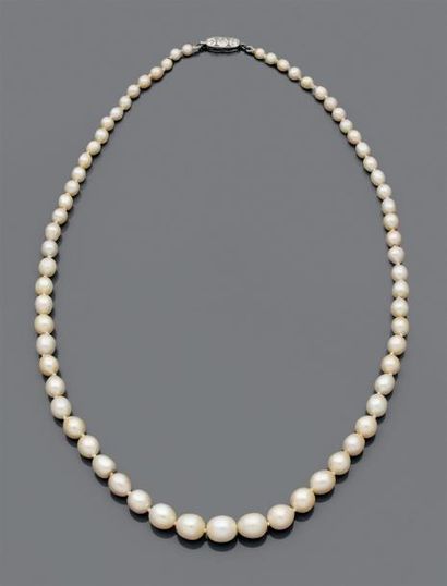 null COLLIER de 67 perles blanc crème en chute, fermoir en platine serti de 3 diamants...