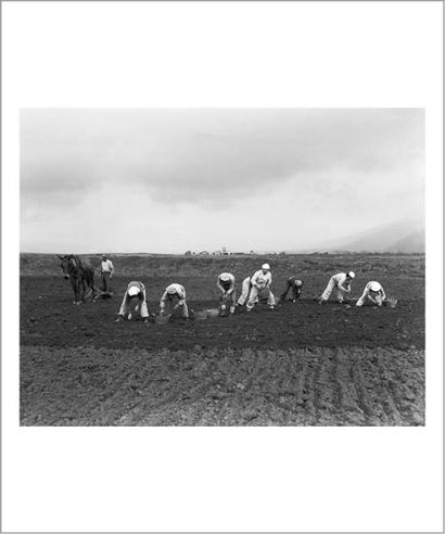 ZOLTAN KLUGER 
Semailles de pommes de terre, Kibbutz Dan, 1940
Photographie en noir...