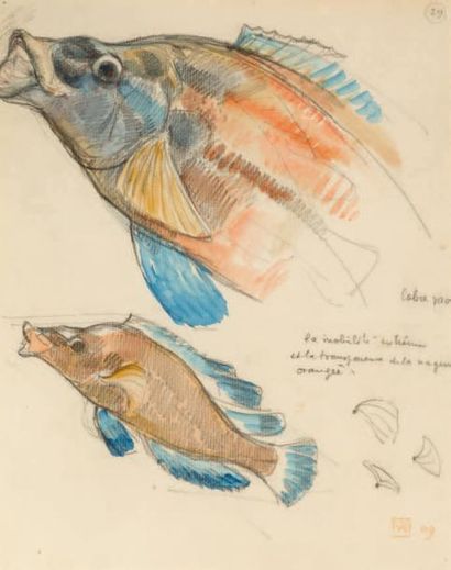 Théo Van RYSSELBERGHE (1862-1926) Deux poissons, 1909
Crayon et aquarelle sur papier.
Monogrammé...