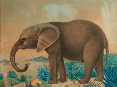 ALOYS ZÖTL (1803-1897) L'éléphant, 2 juin 1886 Aquarelle et encre de Chine sur papier....