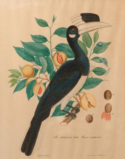 ALOYS ZÖTL (1803-1897) Der Malabarische Calao, Bucerus malabaricus, 15 juillet 1863
Aquarelle...
