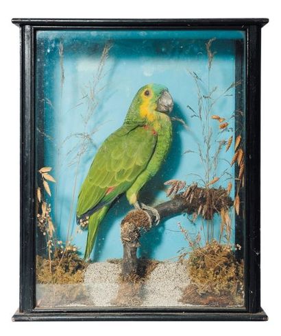 null Diorama présentant une perruche d'Amazonie H_41 cm L_15,5 cm