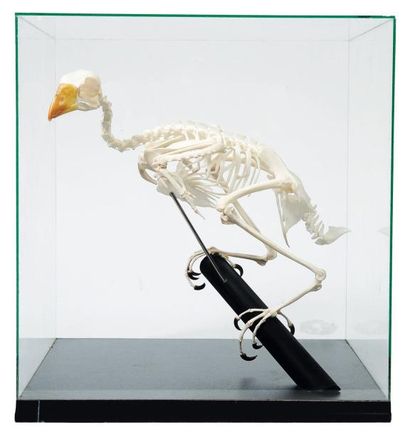 null Squelette de Touraco sous une vitrine. H_31 cm