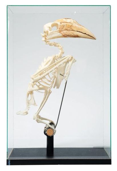 null Squelette de calao dans une vitrine. H_47 cm