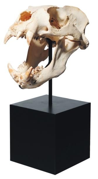 null Impressionnant crâne d'otarie (Otaria flavenscens) soclé.