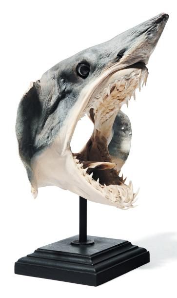 null Tête de requin naturalisé sur un socle. H_32 cm